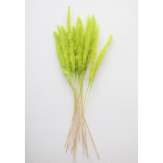 Chartreuse Dried Pampas Grass Bunch